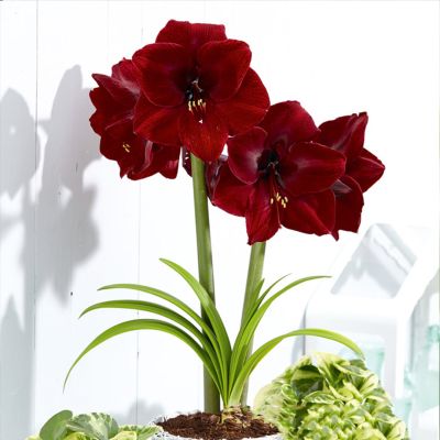 Амариллис Гранд Дива Амариллис Гранд Дива фото