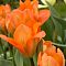 Тюльпан Пуриссима Оранж Тюльпан Пуриссима Оранж - Dolina-Sad.Ru