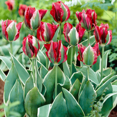 Тюльпан Эсперанто Тюльпан Эсперанто фото