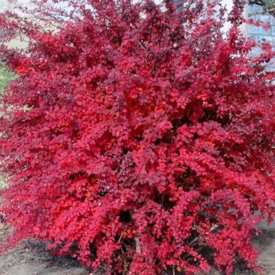 Барбарис Тунберга «Атропурпуреа» Барбарис Тунберга «Атропурпуреа» фото