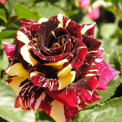 Роза Абракадабра фото