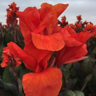 Канна Рэд Кинг Хумберт - Dolina-Sad.Ru