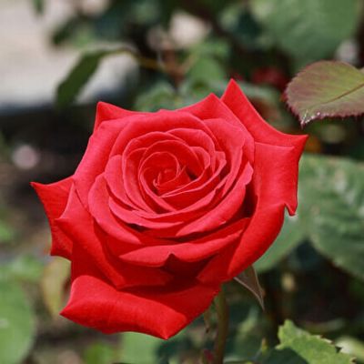 Роза Кардинал Роза Кардинал - Dolina-Sad.Ru