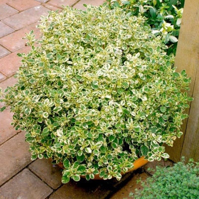 Майоран обыкновенный Кантри Крим Майоран обыкновенный Кантри Крим фото