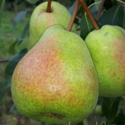 Груша Бере Люка/Осенняя Груша Бере Люка/Осенняя - Dolina-Sad.Ru