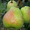 Груша Бере Люка/Осенняя Груша Бере Люка/Осенняя - Dolina-Sad.Ru