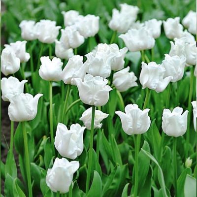 Тюльпан Уайт Либерстар Тюльпан Уайт Либерстар фото