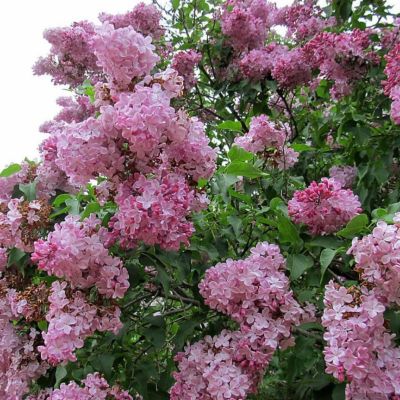 Сирень Колифорния Роуз Сирень Колифорния Роуз - Dolina-Sad.Ru