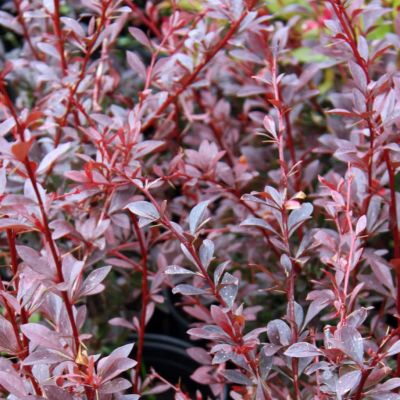 Барбарис тунберга Ред Чиф Барбарис тунберга Ред Чиф - Dolina-Sad.Ru