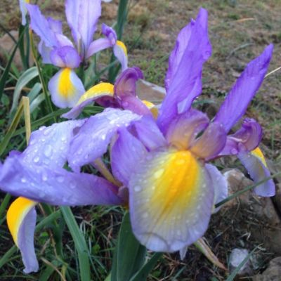 Ирис Росарио Ирис Росарио - Dolina-Sad.Ru